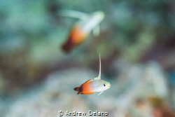 Watercolors
Dart fish in the pastels of wide aperture by Andrew Delano 